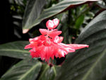 花卉摄影