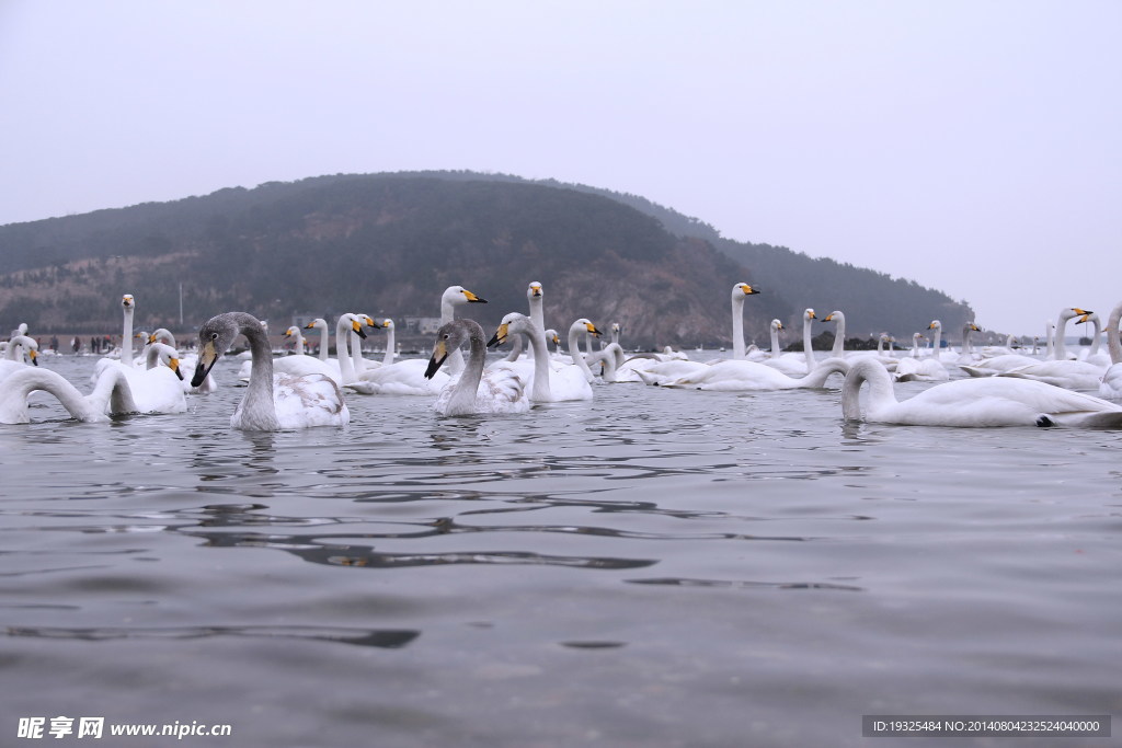天鹅湖