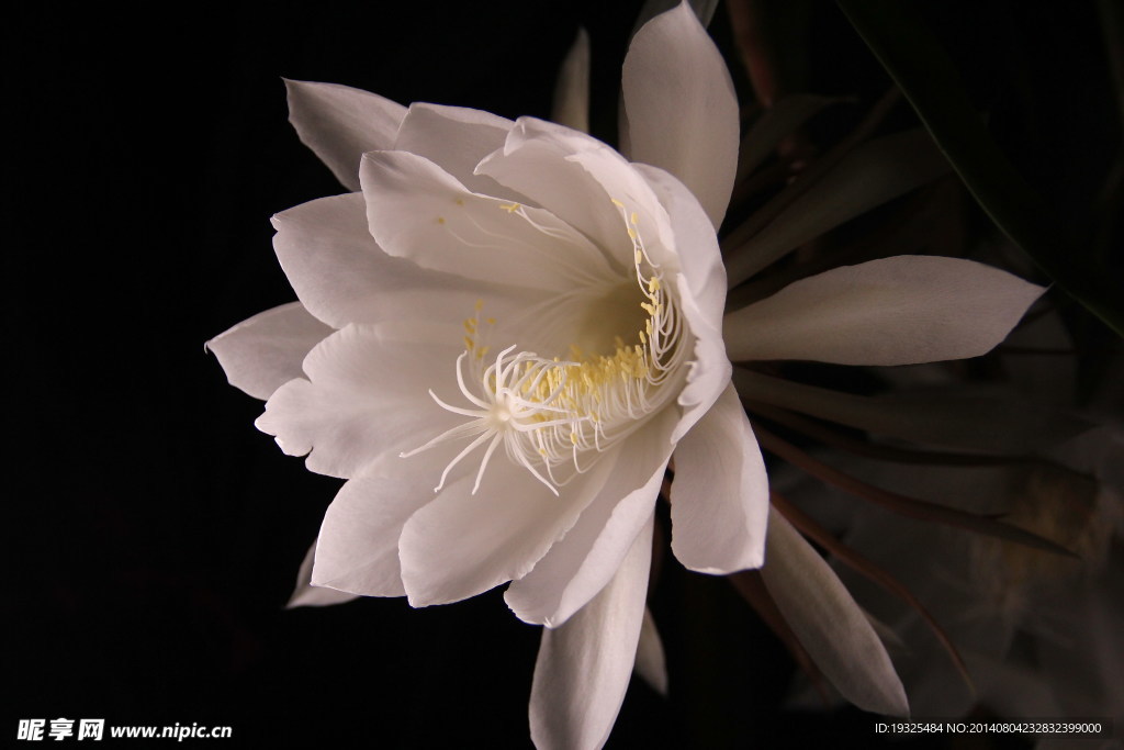 昙花