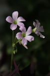 小花