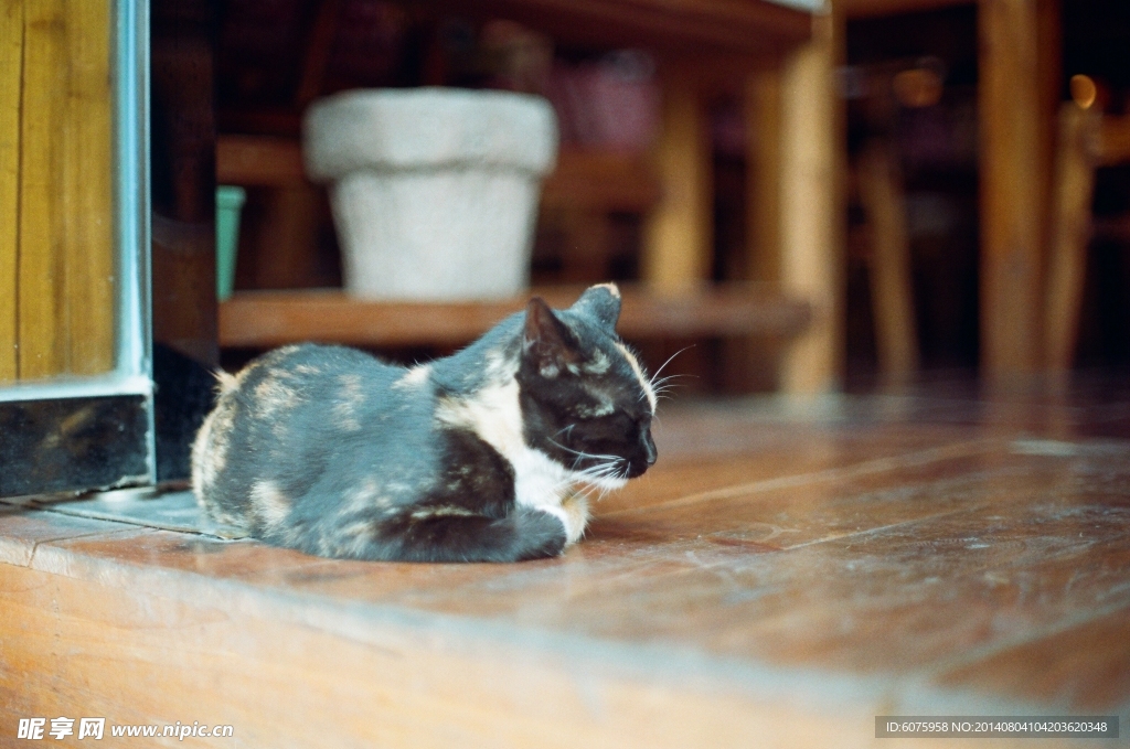 酣睡黑猫