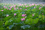 荷花池