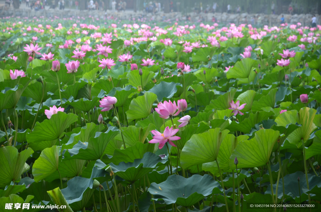 荷花池