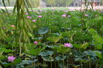 荷花池