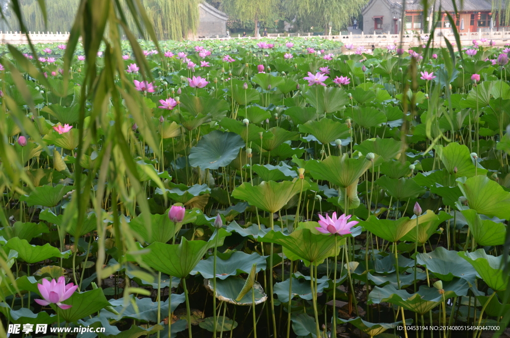 荷花池