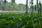 荷花池