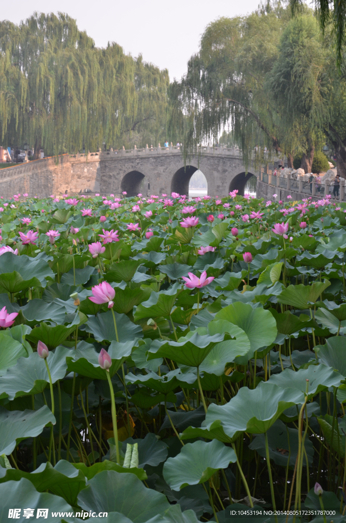 荷花池