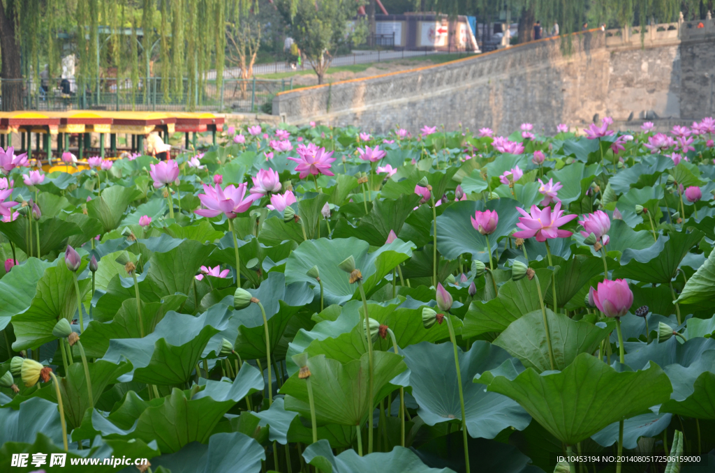 荷花池