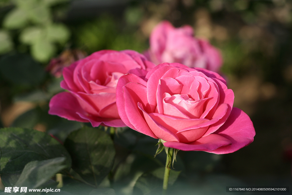 月季花