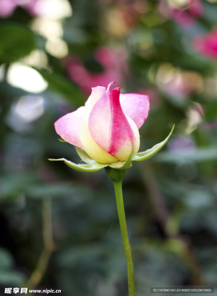 月季花