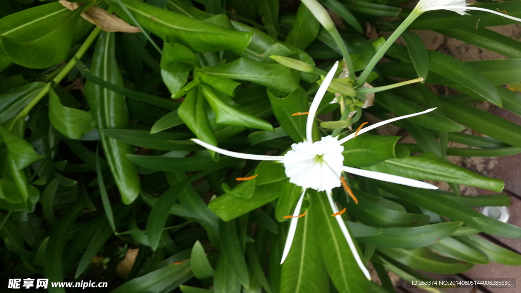 白花