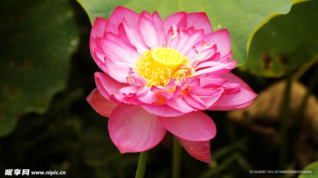 荷花