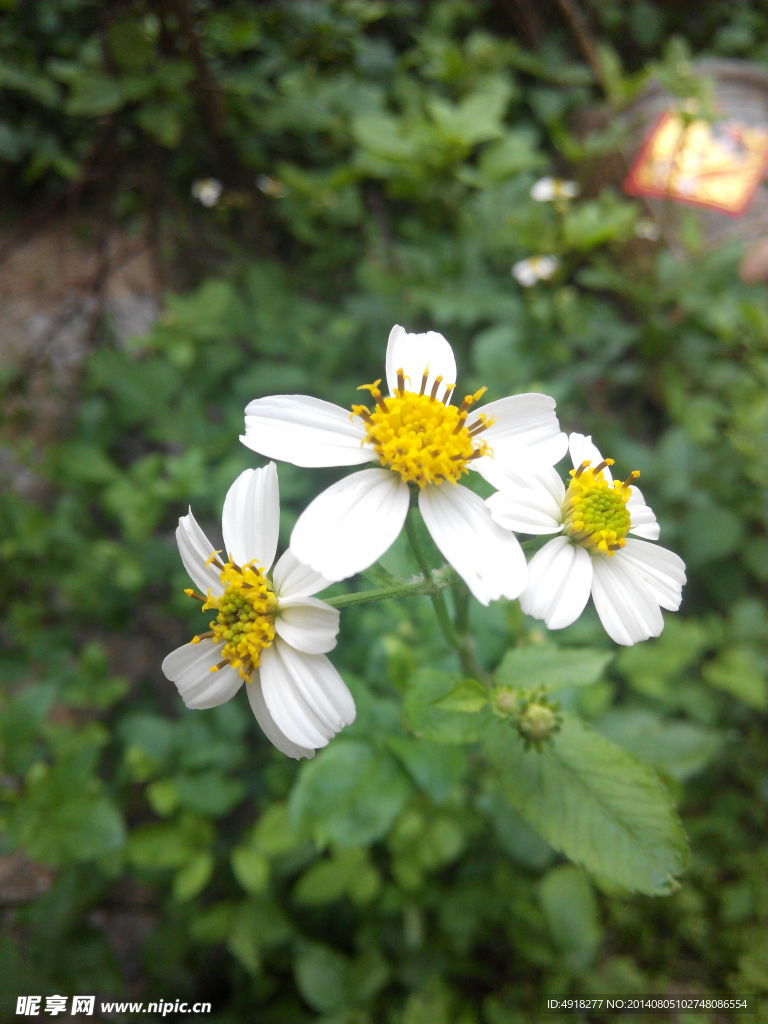 小野菊