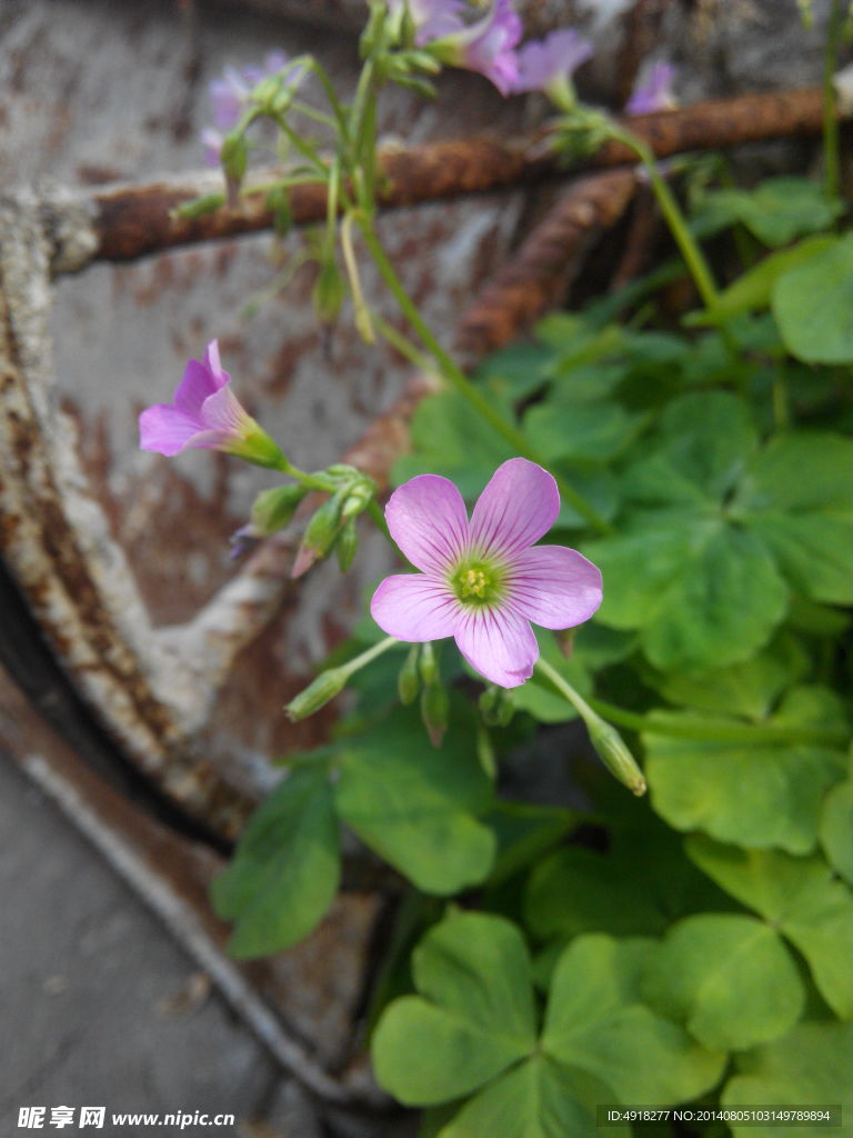 野花