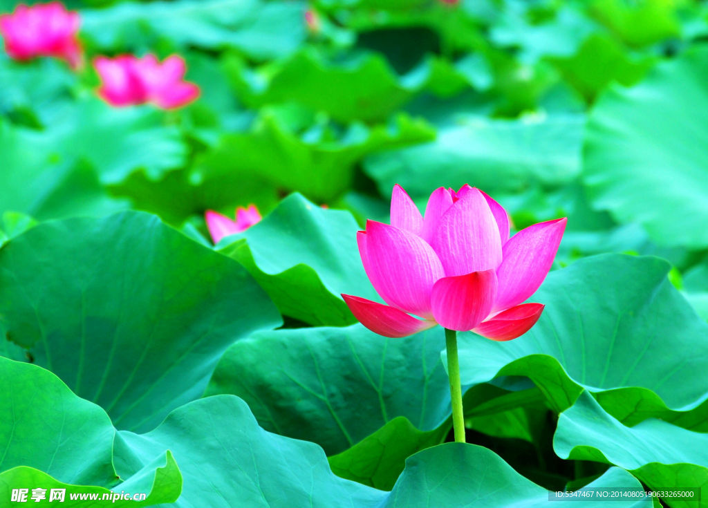 荷花