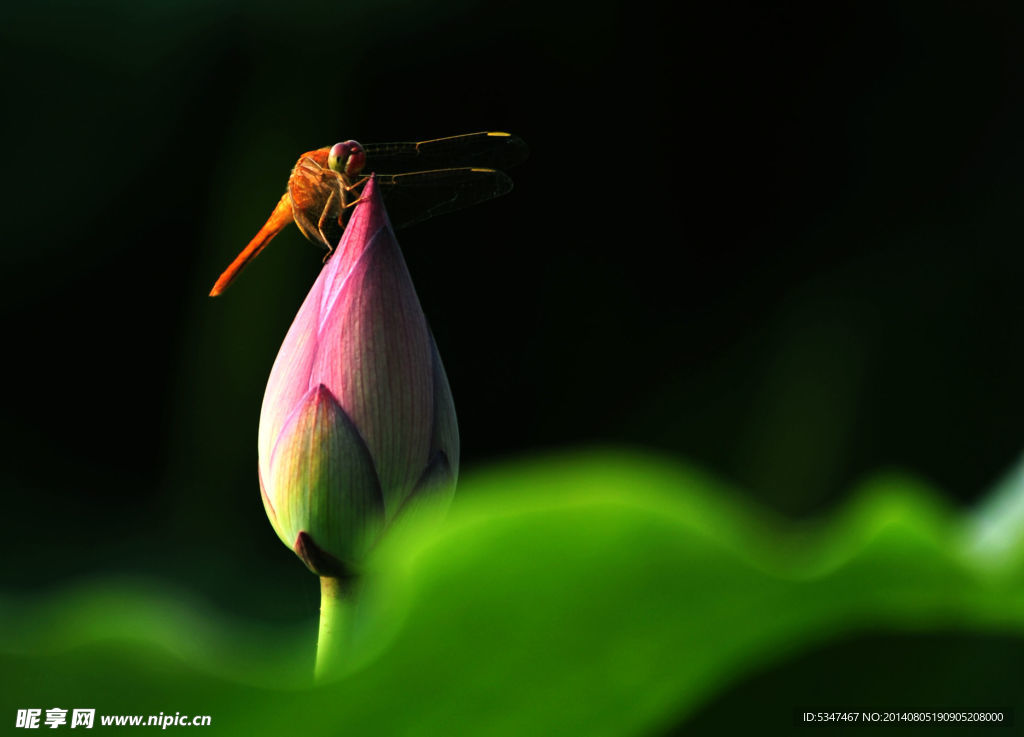 荷花
