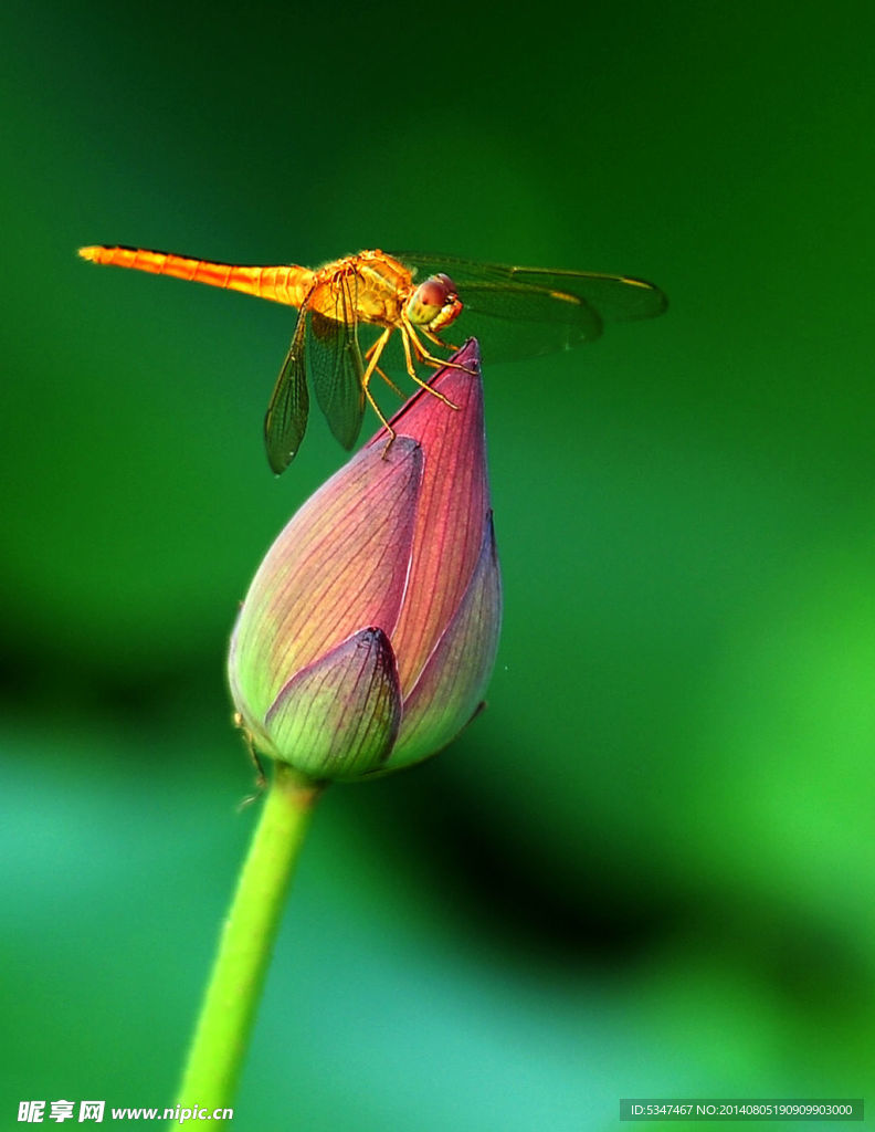 荷花