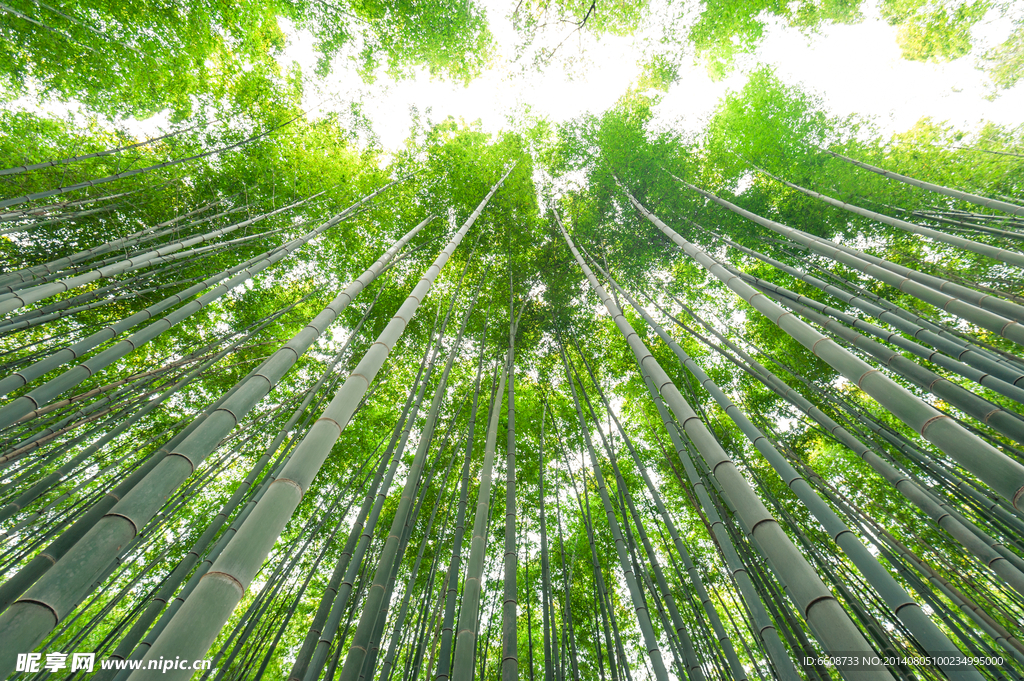 竹林