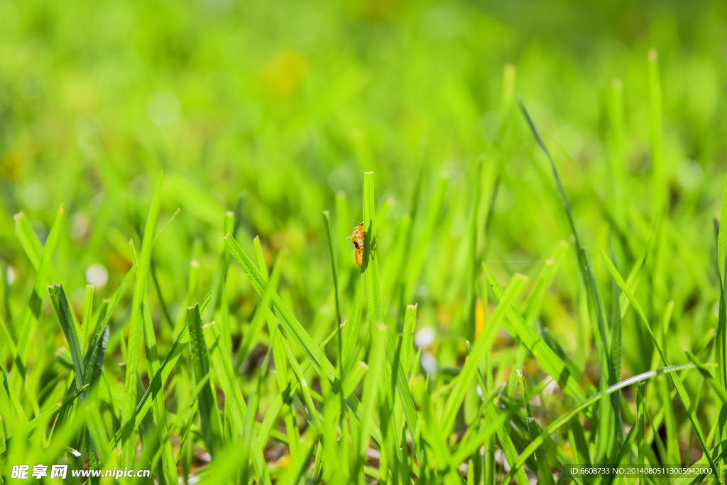 草地 小草