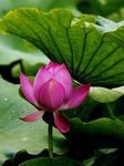 莲花