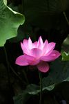 莲花