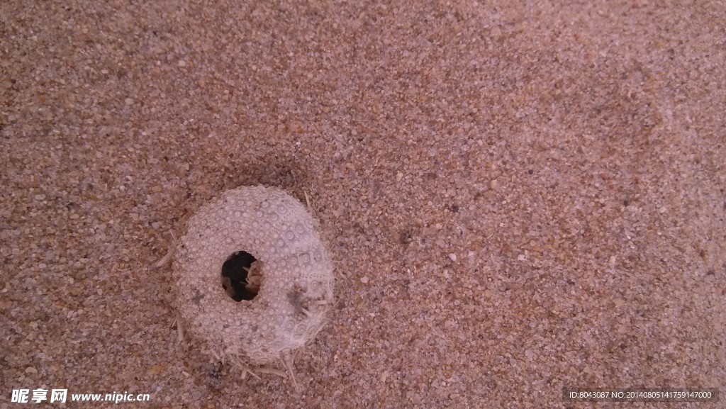 沙滩海胆