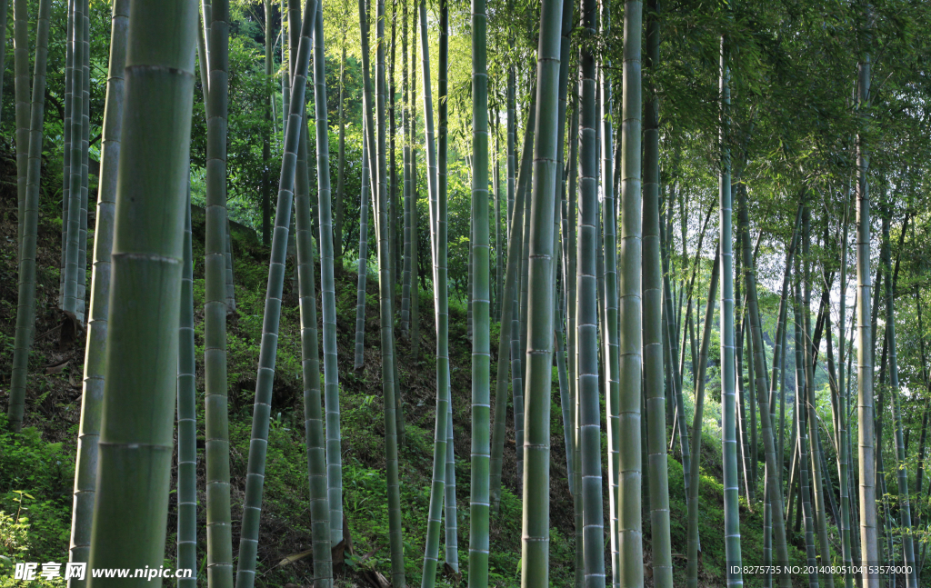 竹林