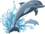 海豚