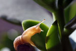 蜗牛