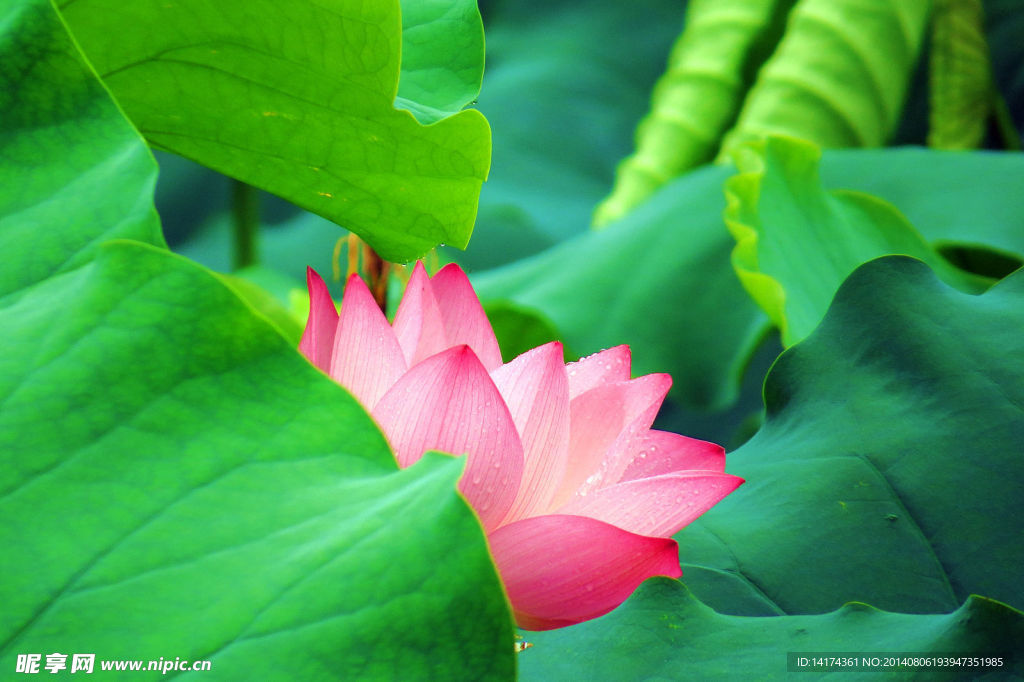 雨后荷花