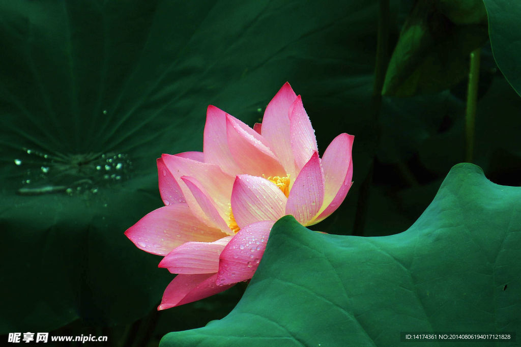 雨后荷花