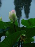 芙蕖