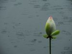 芙蕖