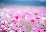 粉色鲜花背景图