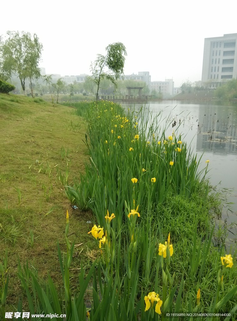 池塘边小花