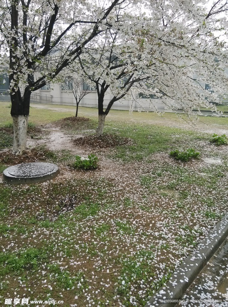 梨花