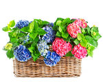 绣球花