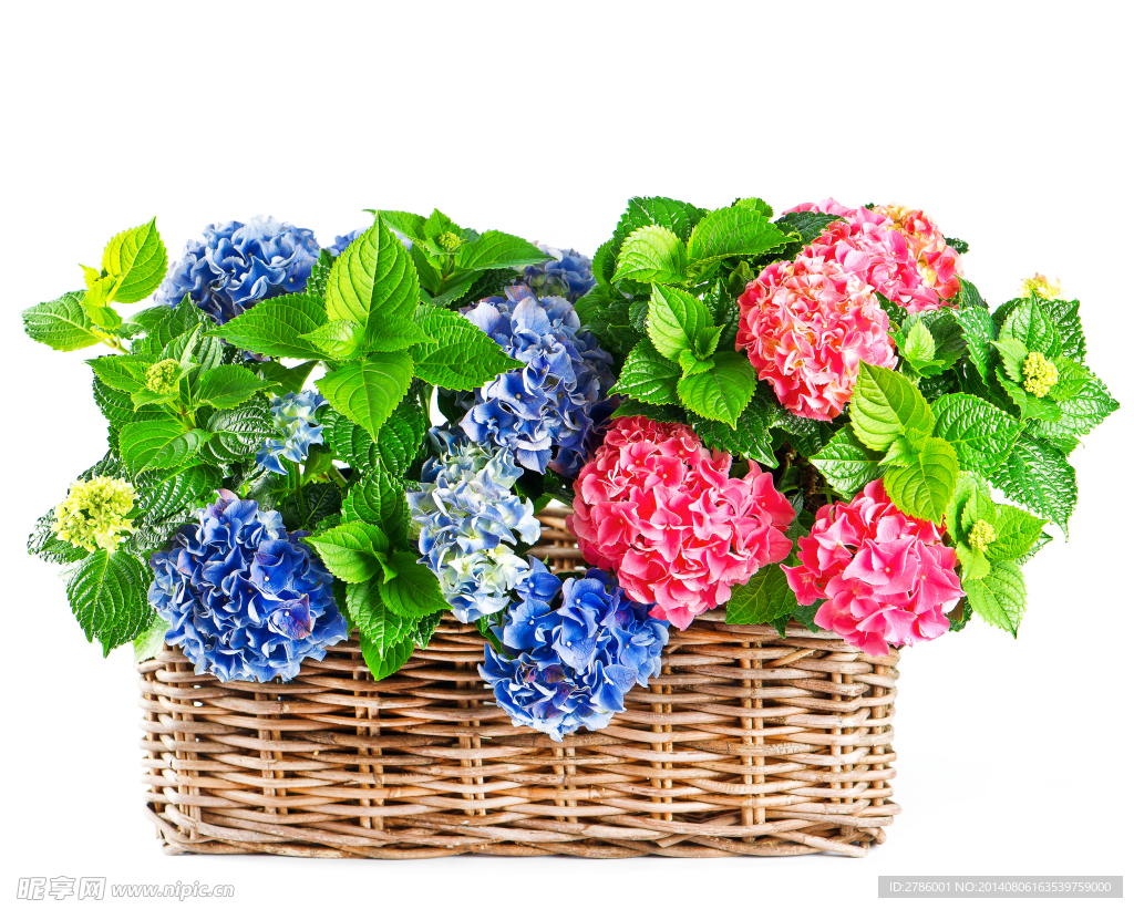 绣球花