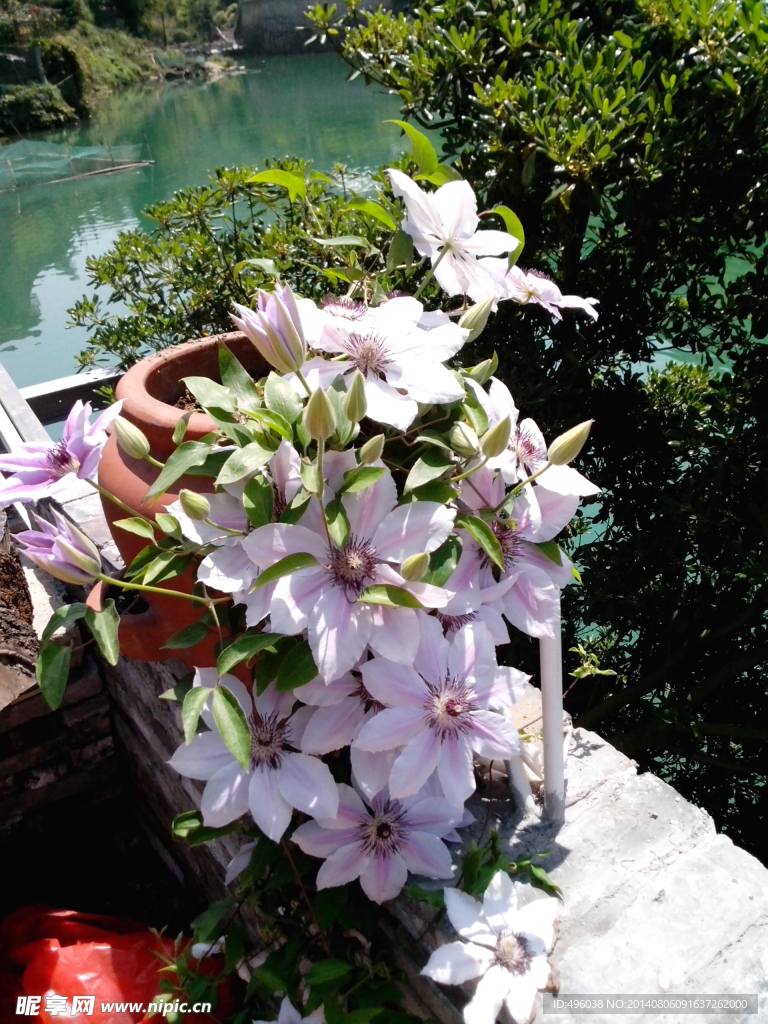 花卉