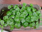 水培植物
