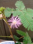 花草