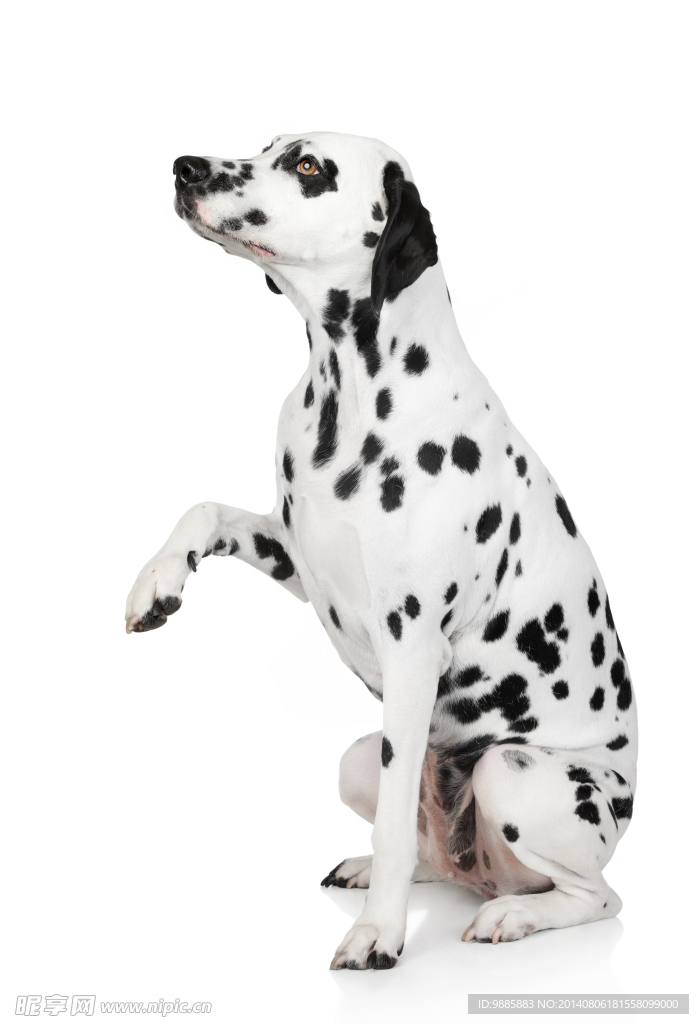斑点狗