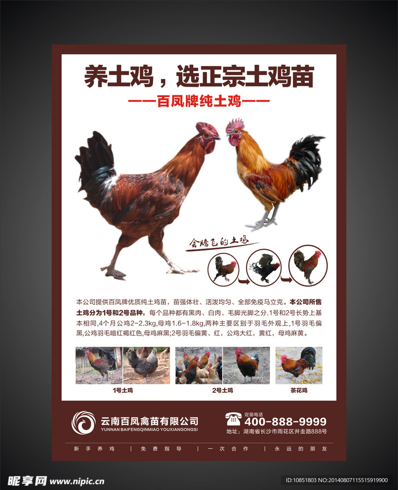 土鸡农产品海报设计