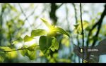 绿叶阳光