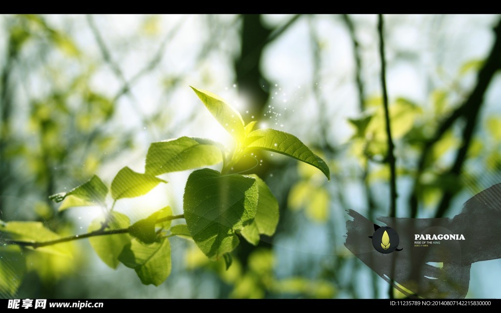 绿叶阳光