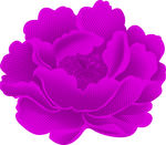 牡丹花
