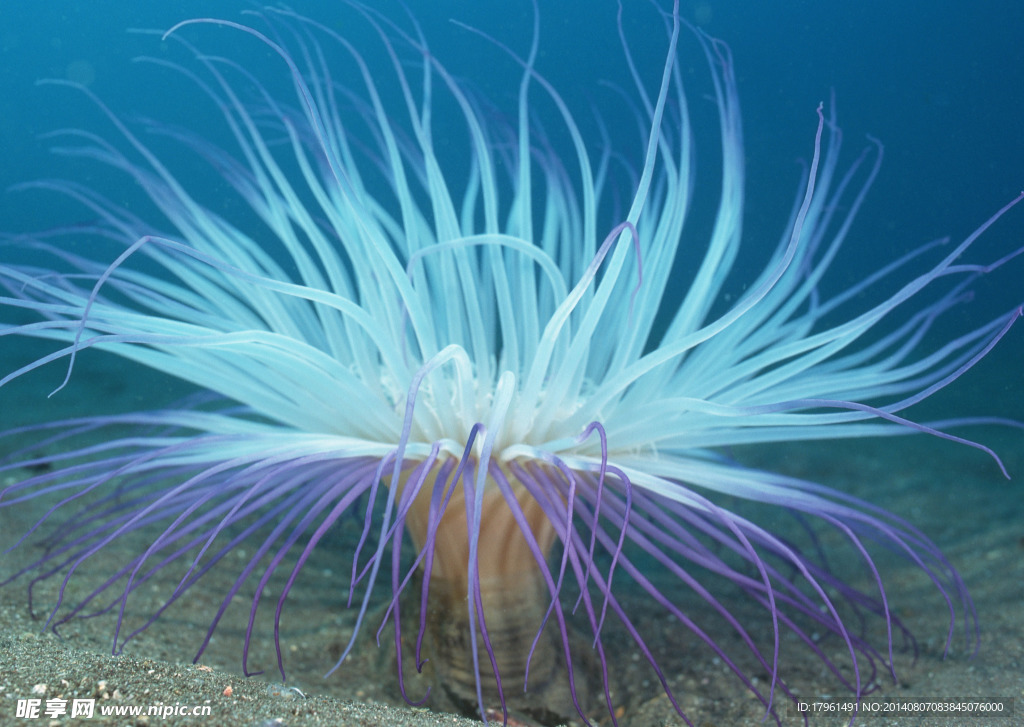 海底生物