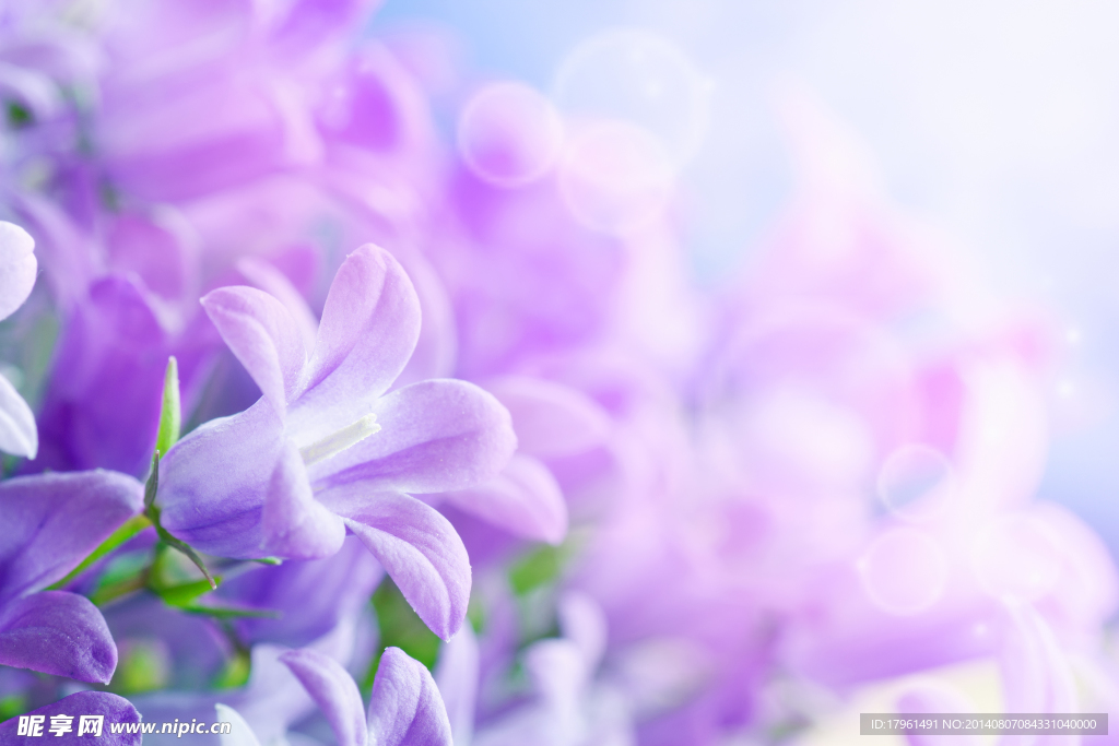 唯美丁香花