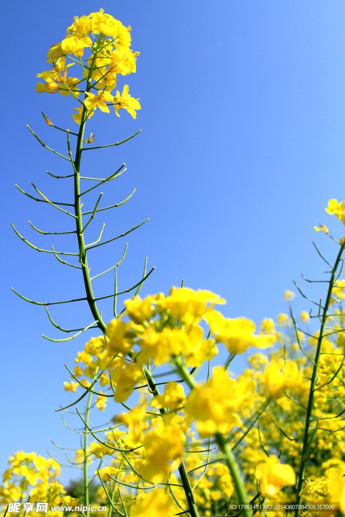 唯美油菜花