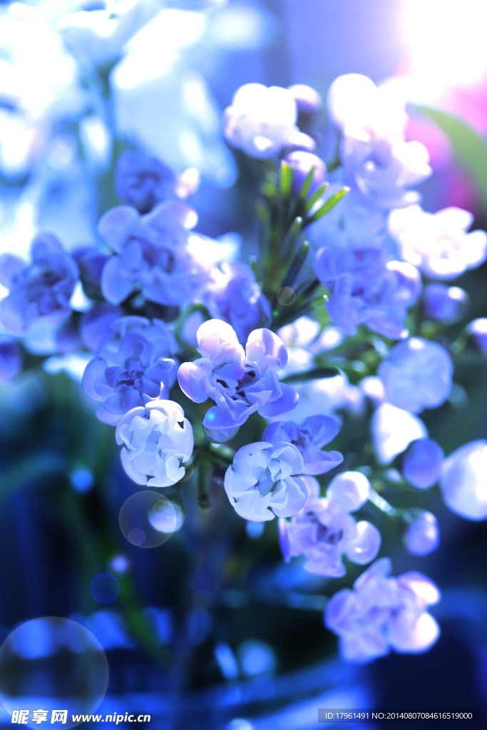 唯美丁香花